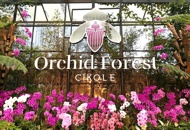 Keajaiban Alam di Orchid Forest Cikole: Surga Tersembunyi di Tengah Hutan