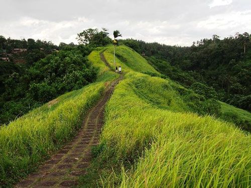 Campuhan Ridge Walk: Jalan-Jalan Menyegarkan di Ubud