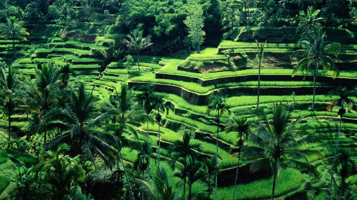 Tegalalang Rice Terrace: Surga Hijau Asri dan Penginapan Terdekat