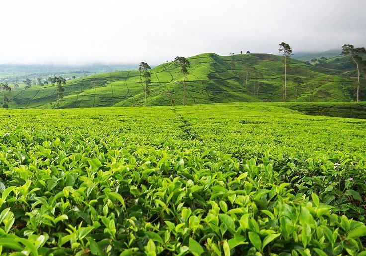 Healing di Rancabali: Nikmati Sejuknya Kebun Teh yang Memikat Hati