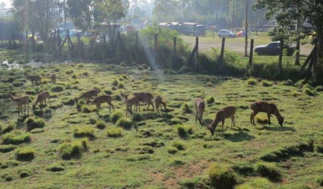 Eksplorasi Bandung: Ranca Upas, Tempat Wisata Terkenal dan Populer