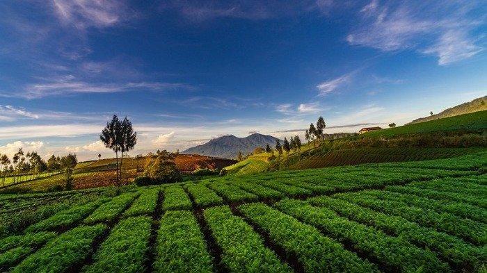 Wisata Alam Brakseng Malang: Negeri di Atas Awan