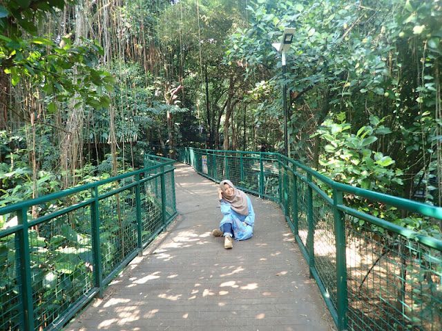 Taman Hutan Kota Babakan Siliwangi Bandung: Oase Alam di Tengah Kota dan Penginapan Terdekat di Cozy Residence Cipedes