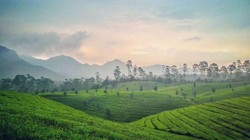 Kebun Teh Sukawana Bandung: Keindahan Alam yang Menyegarkan di Lembang