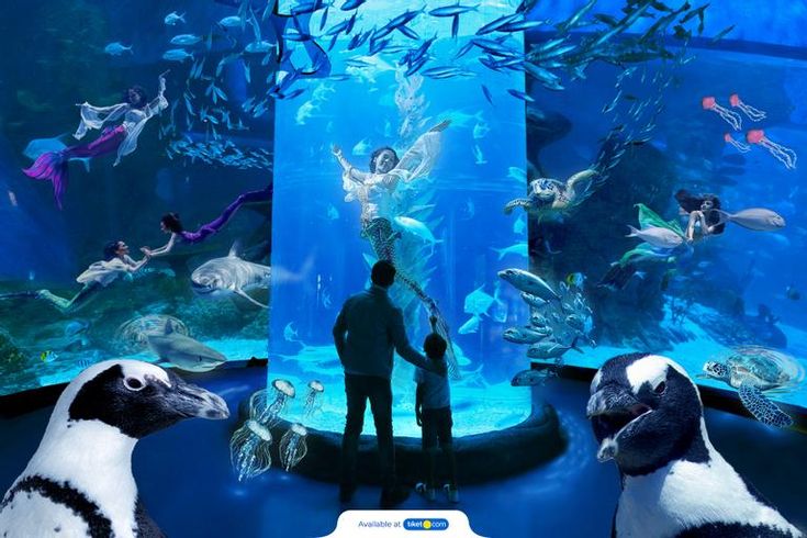 Menjelajahi Jakarta Aquarium Safari: Destinasi Wisata Laut Terbaik di Ibu Kota