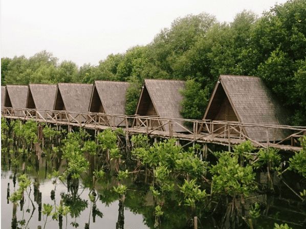 Wisata Alami Hutan Mangrove PIK: Eksplorasi Alam Asri di Pantai Indah Kapuk