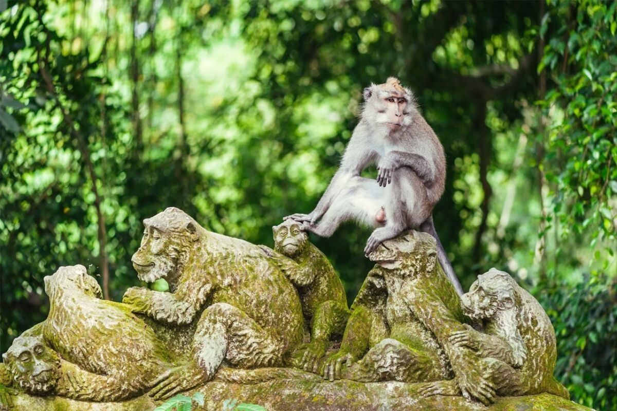 Ubud Monkey Forest Bali: Healing Murah