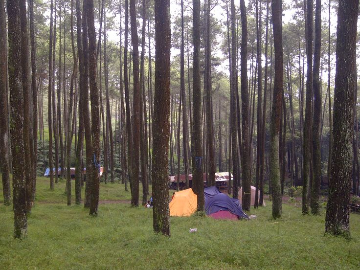 Tangkal Pinus Bandung: Destinasi Alam yang Menawan di Tengah Hutan Pinus