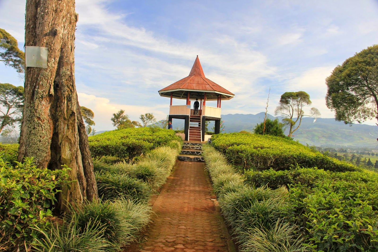 Perkebunan Teh Malabar Bandung: Surga Hijau di Kaki Gunung