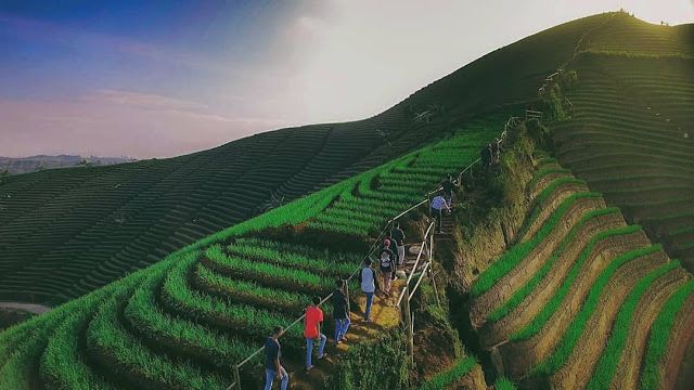 Terasering Tegalalang bali-penginapan terdekat-cozzy.id