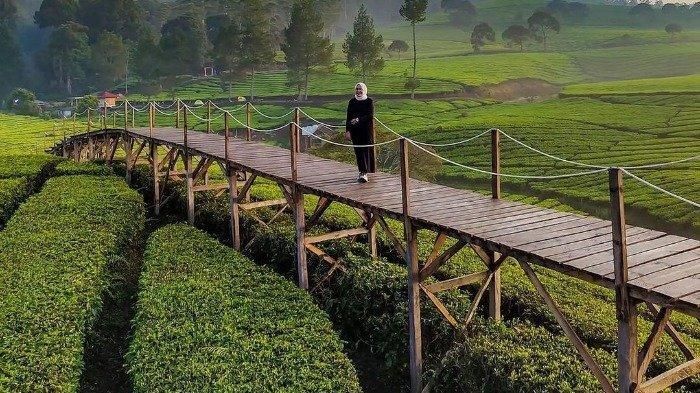 Menikmati Pesona Taman Langit Pangalengan dan Penginapan Murah di Bandung