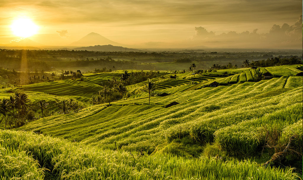 Jatiluwih Bali: Surga Sawah Terasering yang Menghijau